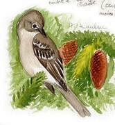 Alder Flycatcher