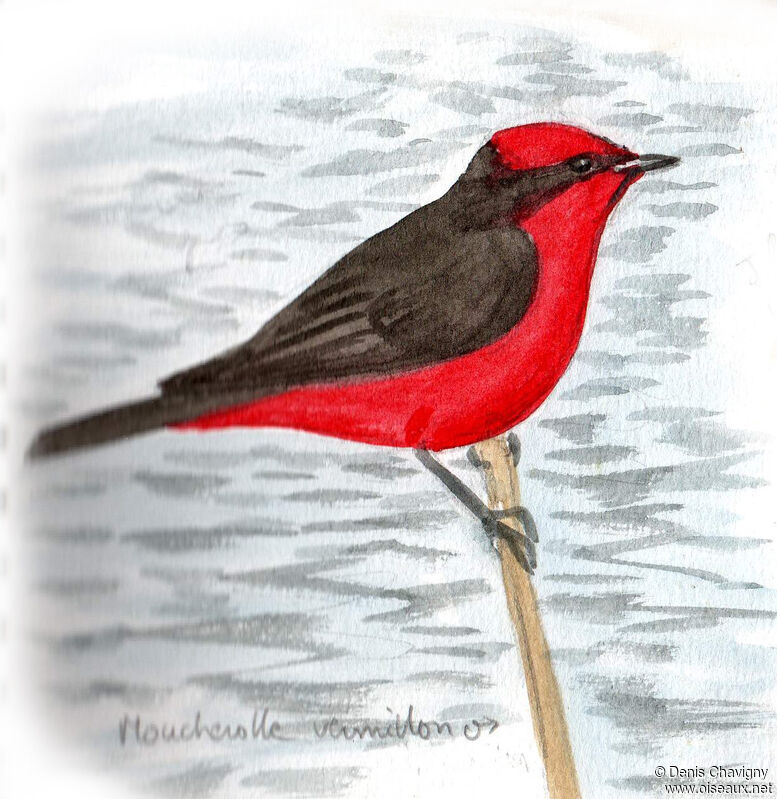 Scarlet Flycatcher male adult, habitat