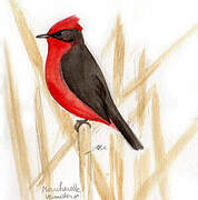 Scarlet Flycatcher