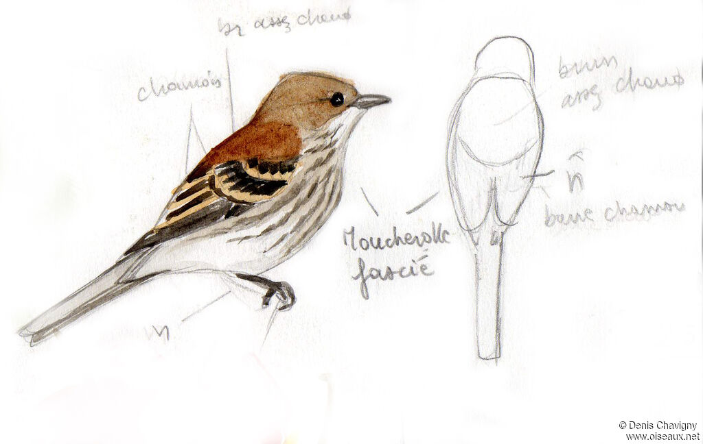 Moucherolle fasciéadulte, identification