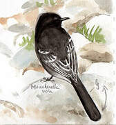 Black Phoebe