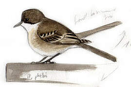 Eastern Phoebe