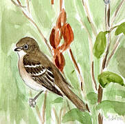 Least Flycatcher