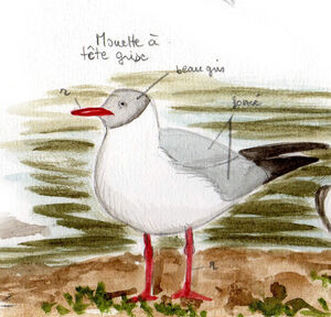 Mouette à tête grise