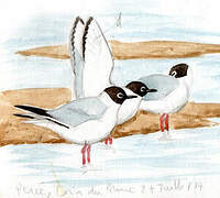 Bonaparte's Gull