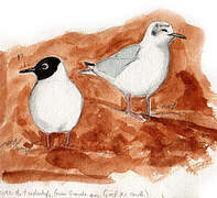 Bonaparte's Gull