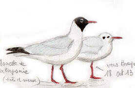 Brown-hooded Gull