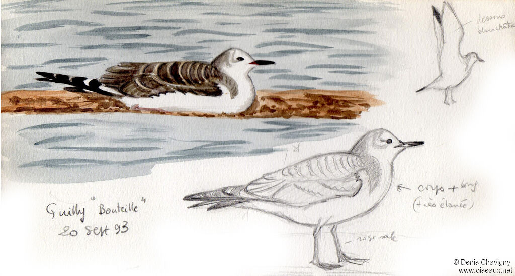 Sabine's Gulljuvenile, identification