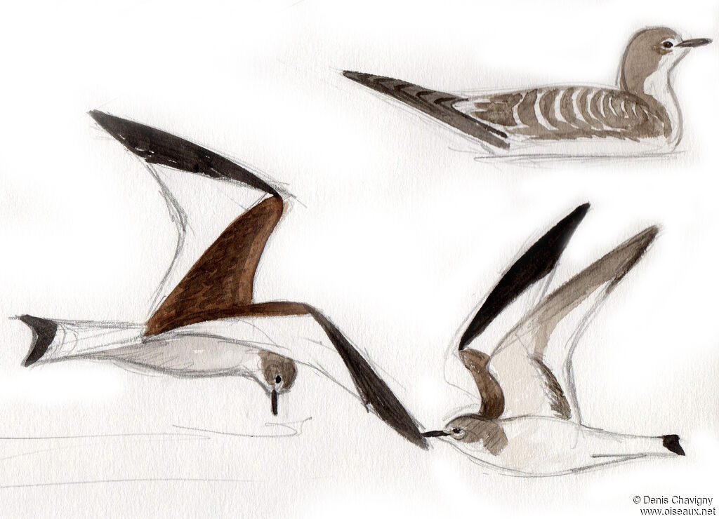 Sabine's Gulljuvenile, Flight