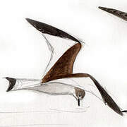 Sabine's Gull