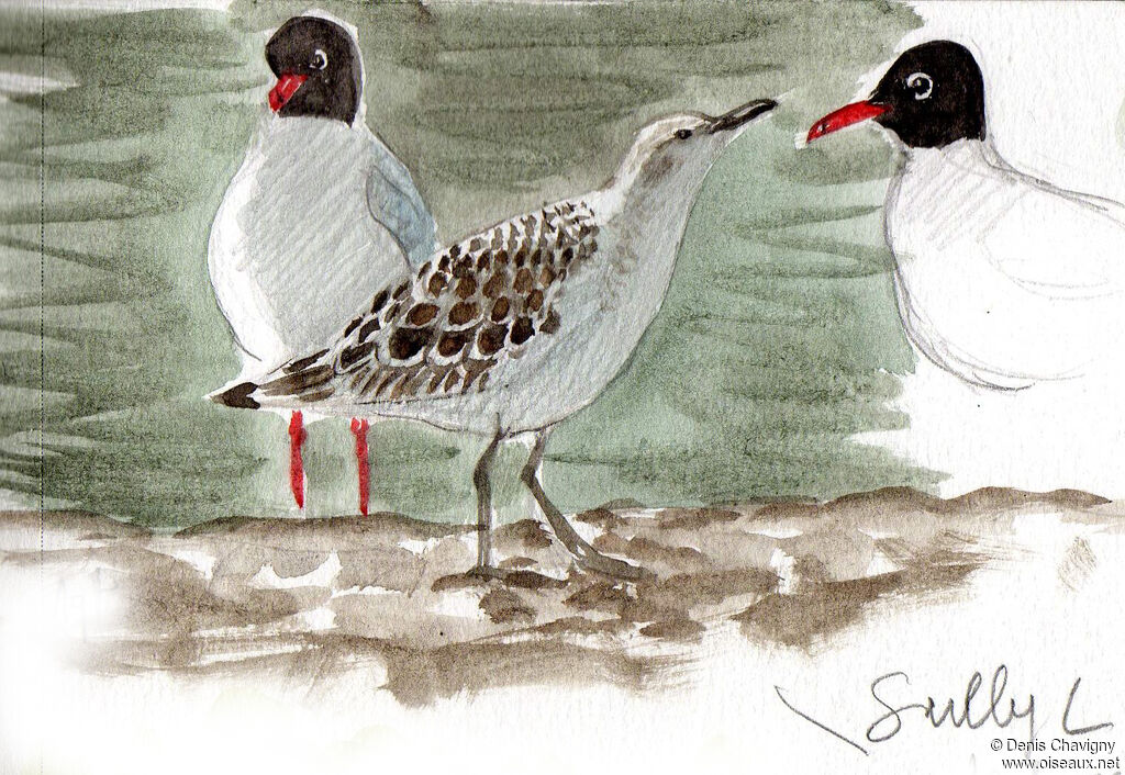 Mediterranean Gull, Reproduction-nesting