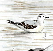 Little Gull