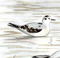 Mouette pygmée