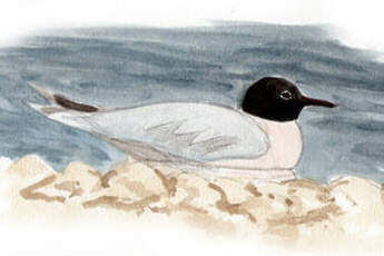 Mouette pygmée