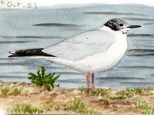 Mouette pygmée