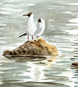 Black-headed Gull