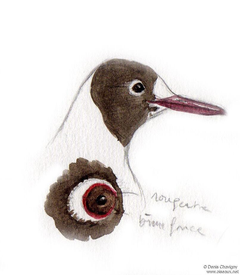 Black-headed Gulladult post breeding, close-up portrait