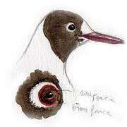 Black-headed Gull