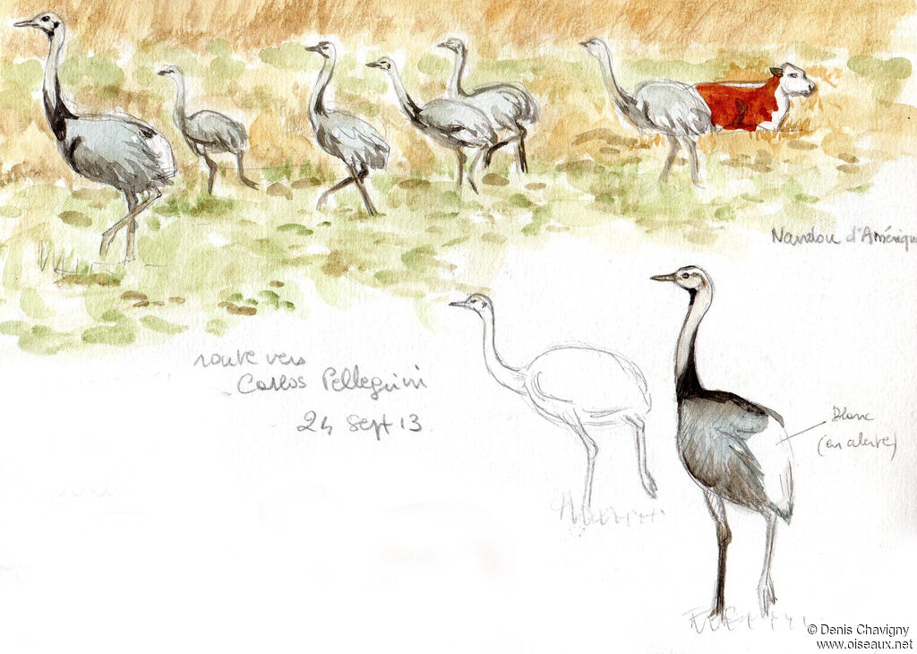 Greater Rhea, habitat