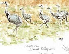 Greater Rhea