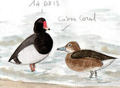 Rosy-billed Pochard