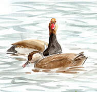 Red-crested Pochard