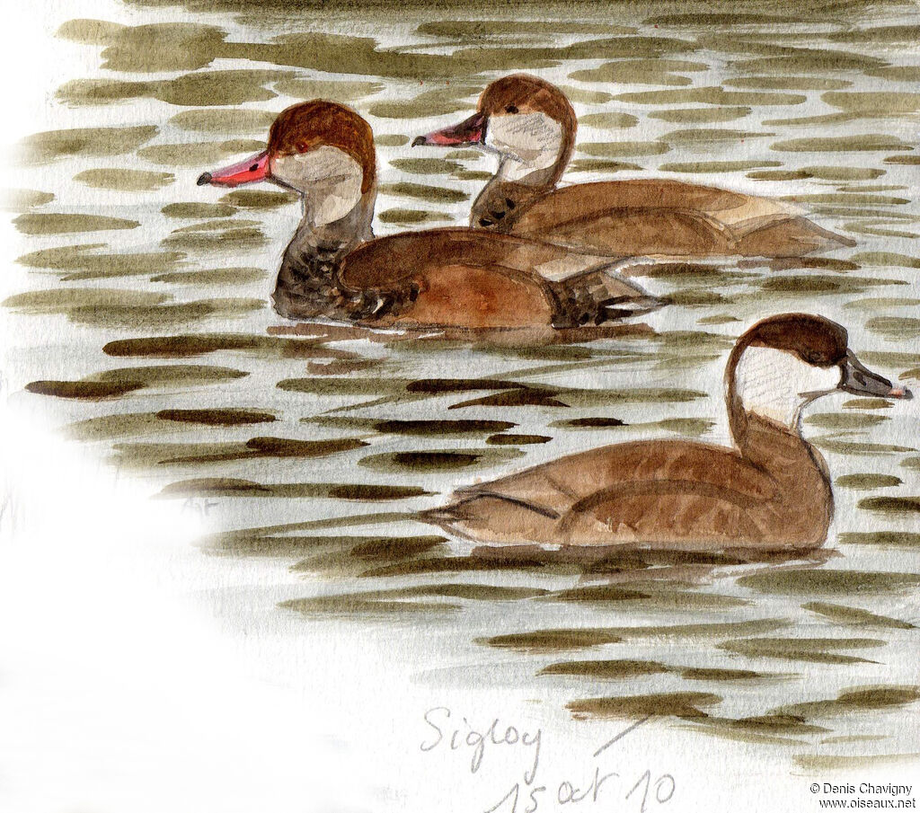 Red-crested Pochard, moulting