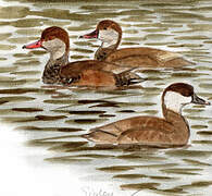 Red-crested Pochard