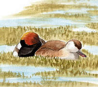 Red-crested Pochard