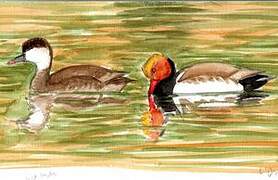 Red-crested Pochard