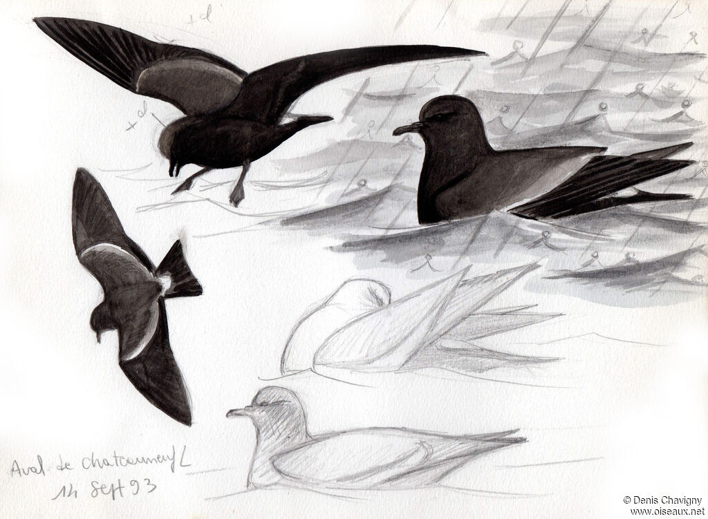 Leach's Storm Petrel, identification