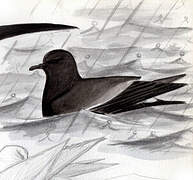 Leach's Storm Petrel