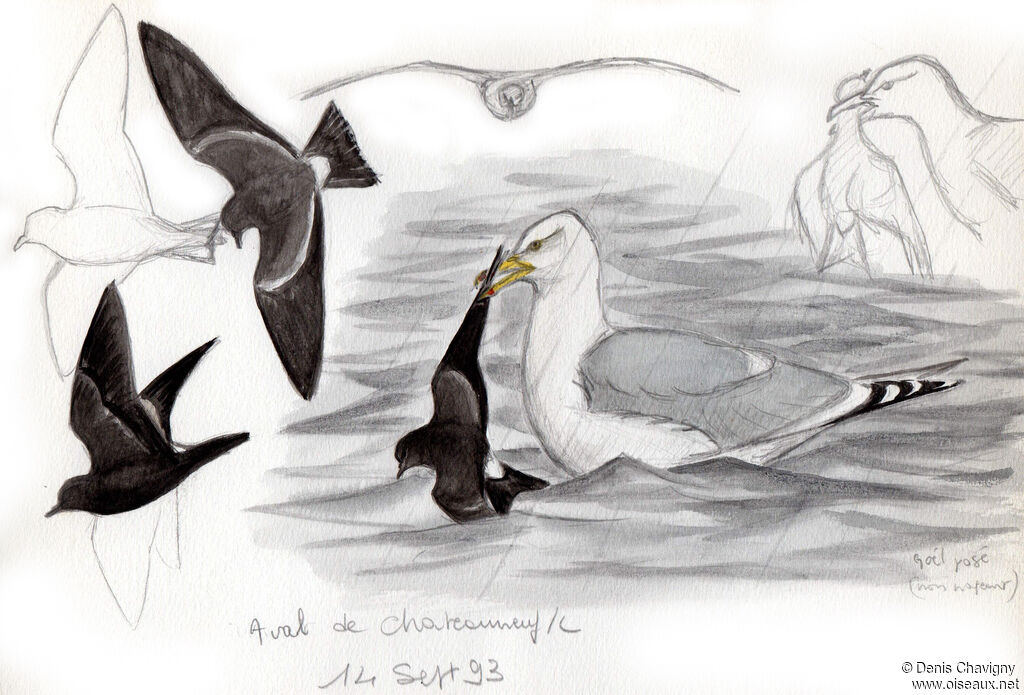 Leach's Storm Petrel