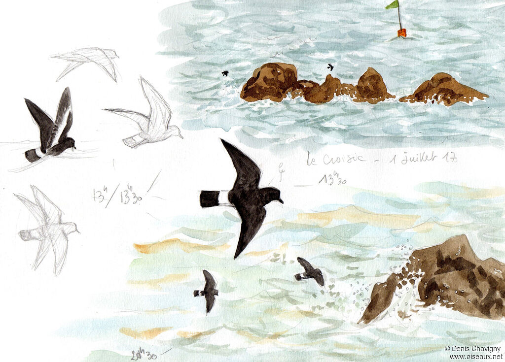 European Storm Petrel, habitat