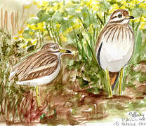 Eurasian Stone-curlew