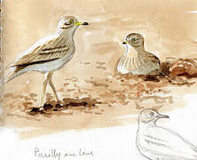 Eurasian Stone-curlew