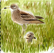 Eurasian Stone-curlew