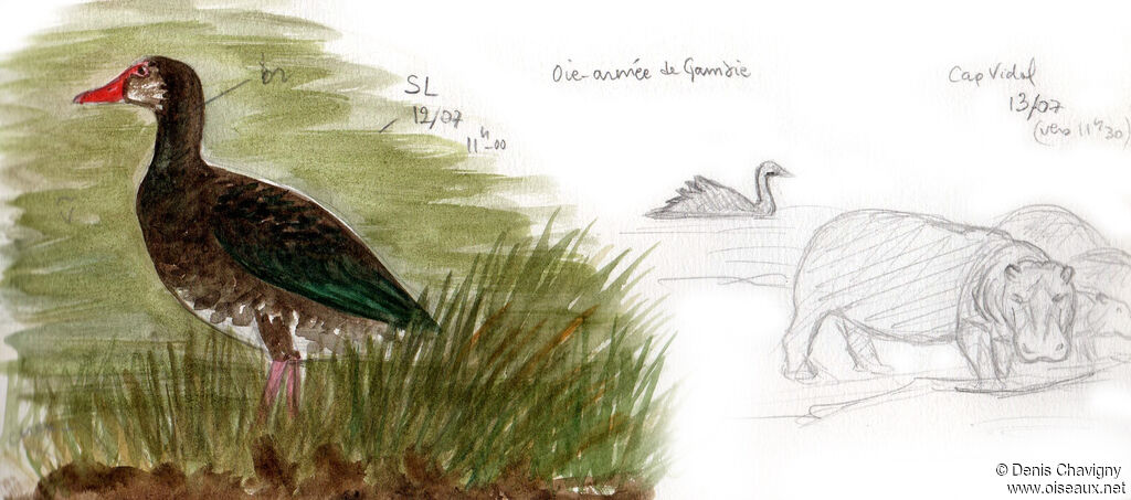 Spur-winged Gooseadult, identification