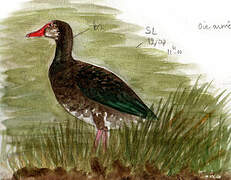 Spur-winged Goose