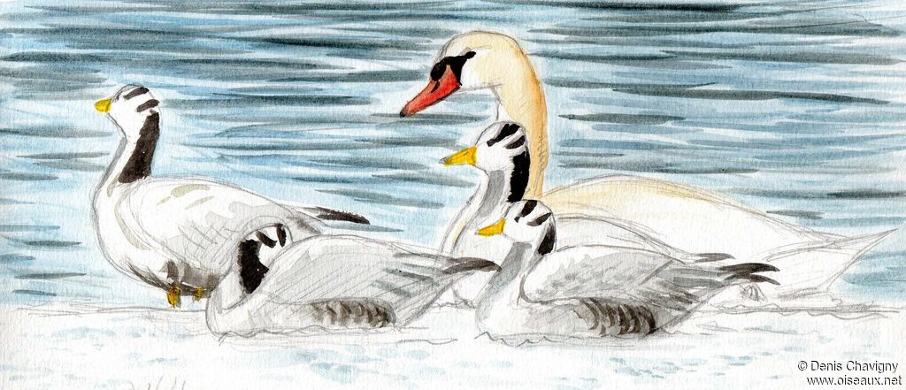 Bar-headed Goose, habitat