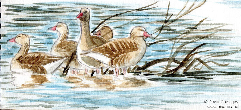 Greylag Goose, habitat