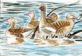 Greylag Goose