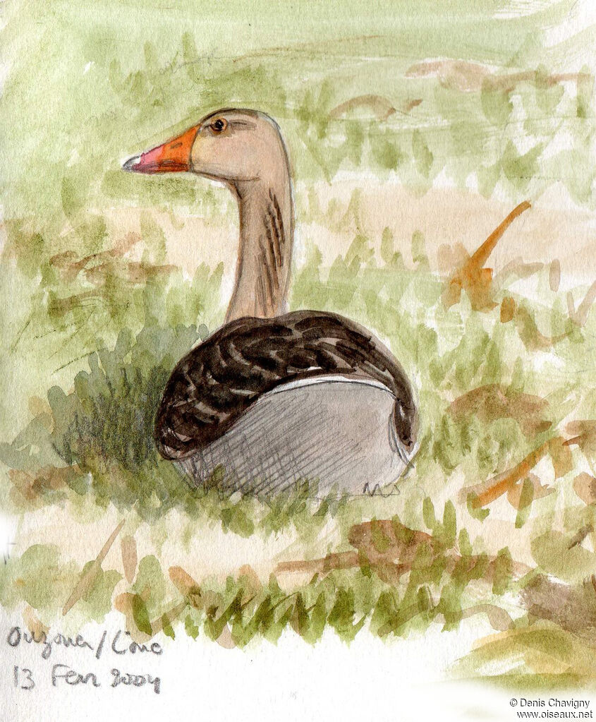 Greylag Gooseadult, identification