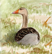 Greylag Goose