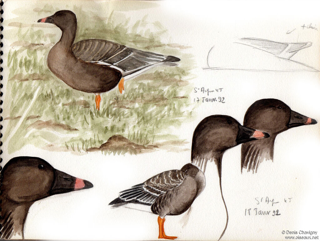 Tundra Bean Goose, habitat