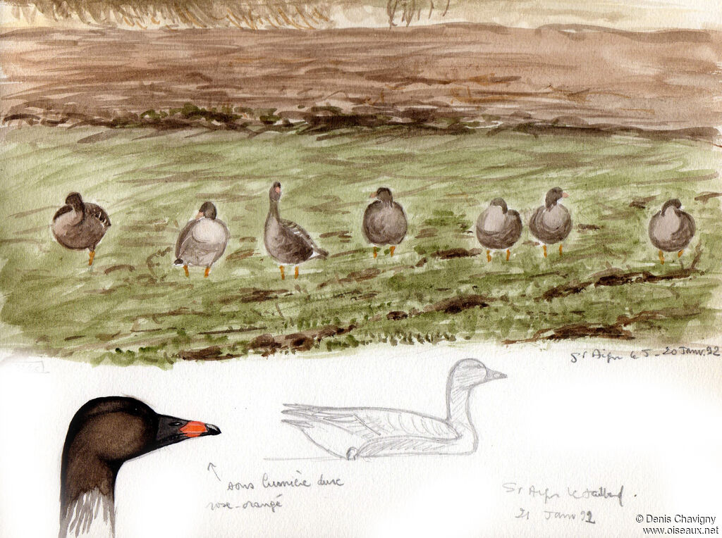 Tundra Bean Goose, habitat