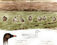 Tundra Bean Goose