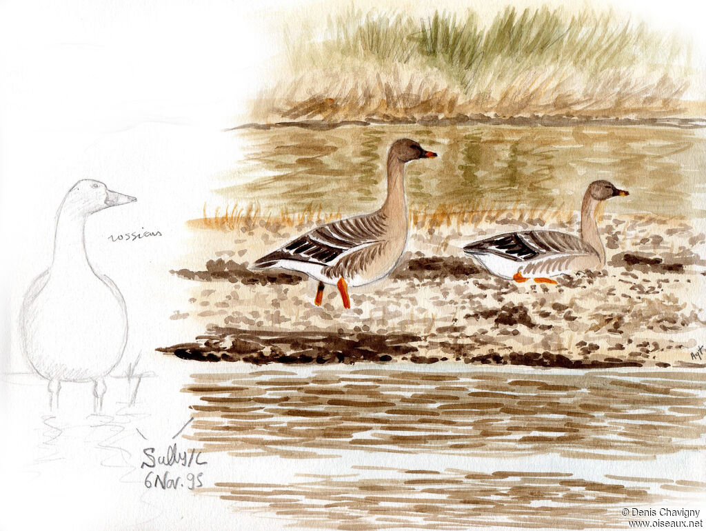 Tundra Bean Gooseadult, habitat