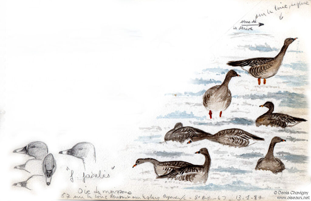 Taiga Bean Goose, habitat