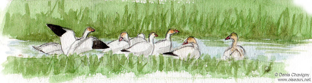 Snow Goose, habitat